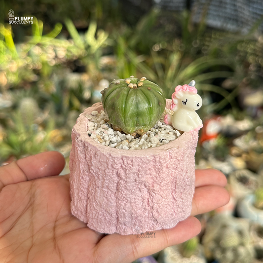 Sand Dollar Cactus (Astrophytum Asteria )