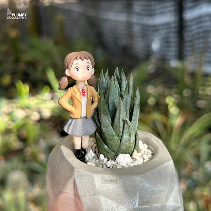 Haworthia Glauca
