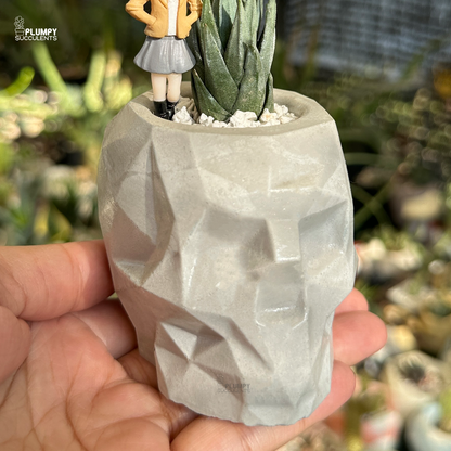 Haworthia Glauca