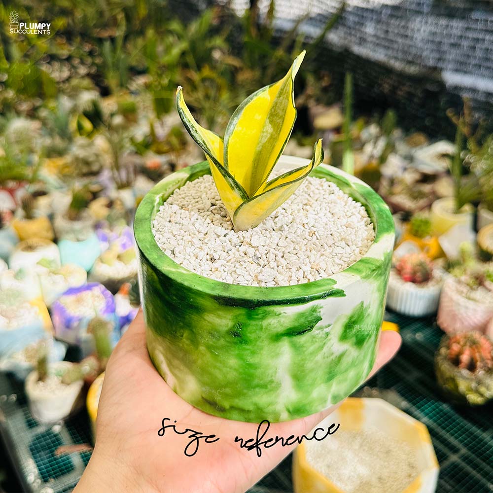 golden hahnii snake plants Sansveria Golden Hahnii (Snake Plant) – Plumpy Succulents