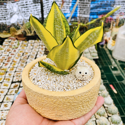 Sansveria Golden Hahnii (Snake Plant)