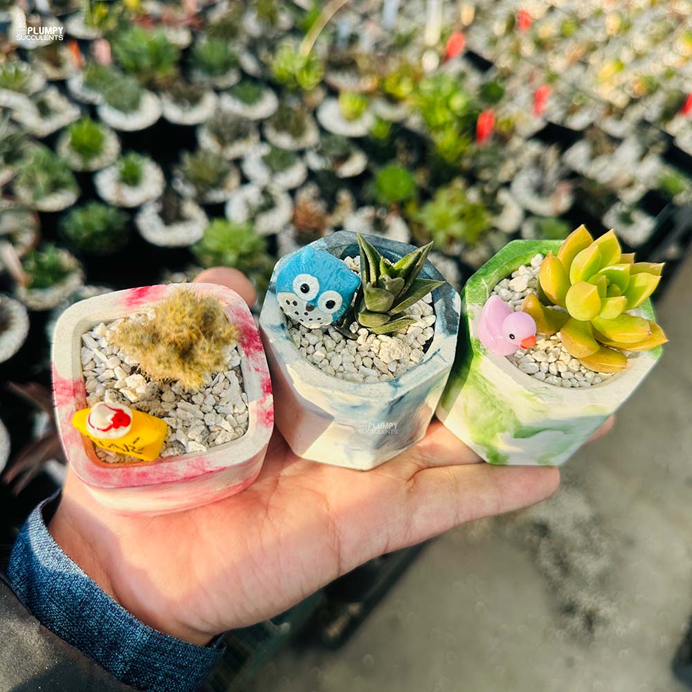 Set of 3 Succulents