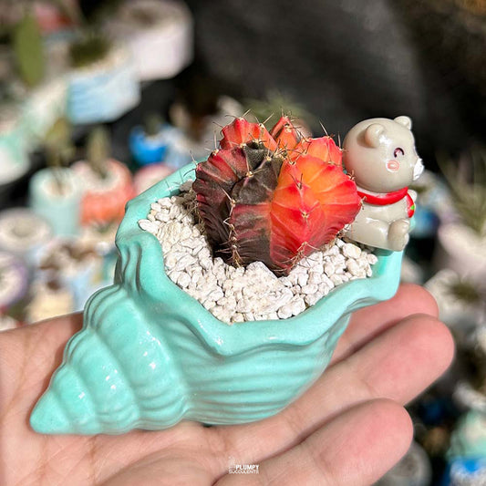Gymnocalycium Mihanovichii Variegated in Seashell