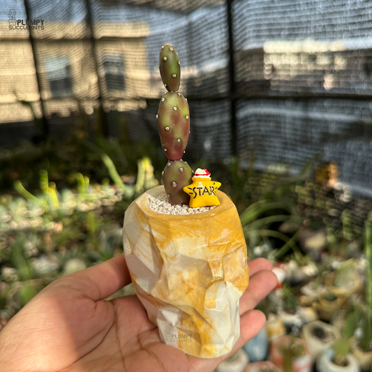 Purple Opuntia