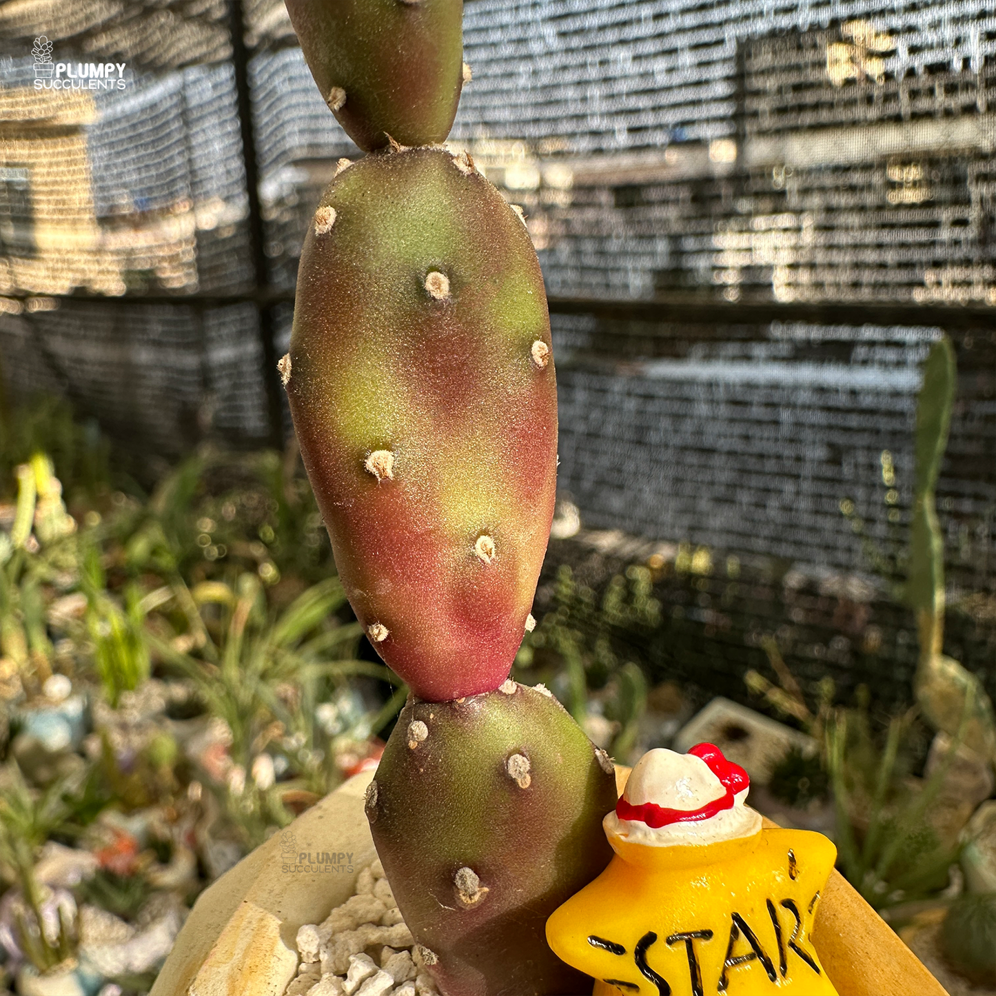 Purple Opuntia