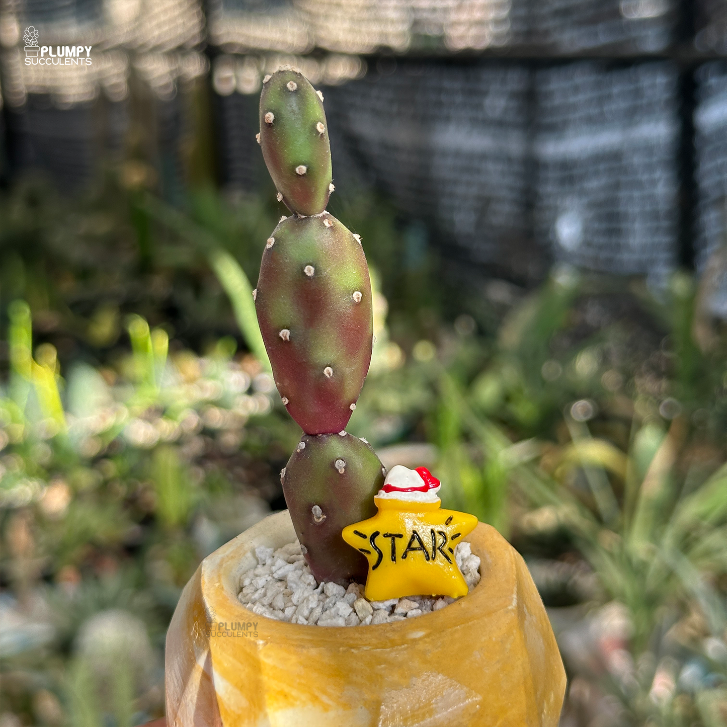 Purple Opuntia