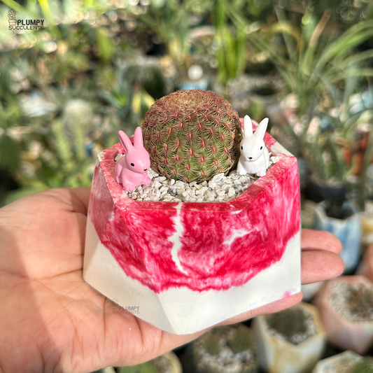 Rainbow Cactus