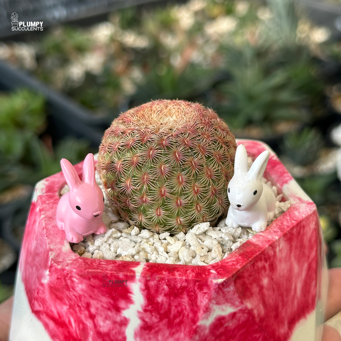 Rainbow Cactus