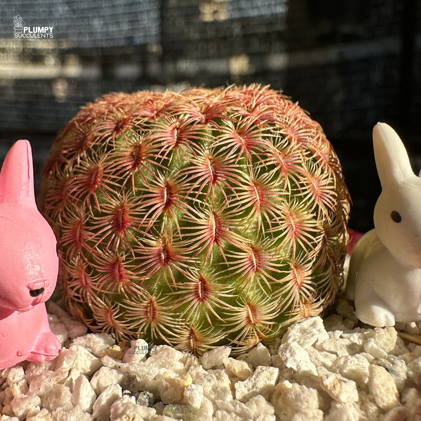 Rainbow Cactus