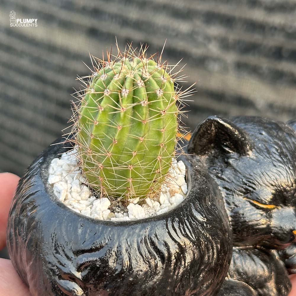 Echinopsis Cactus in Cat Planter