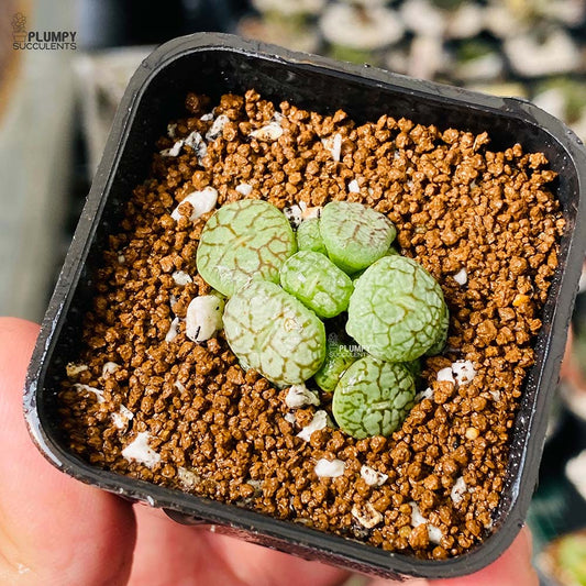 Lithop- Conophytum Wittebergense (Exotic Variety)