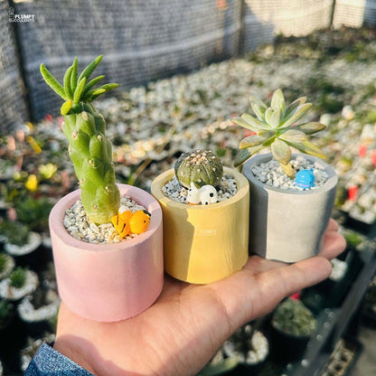 Set of 3 Succulents