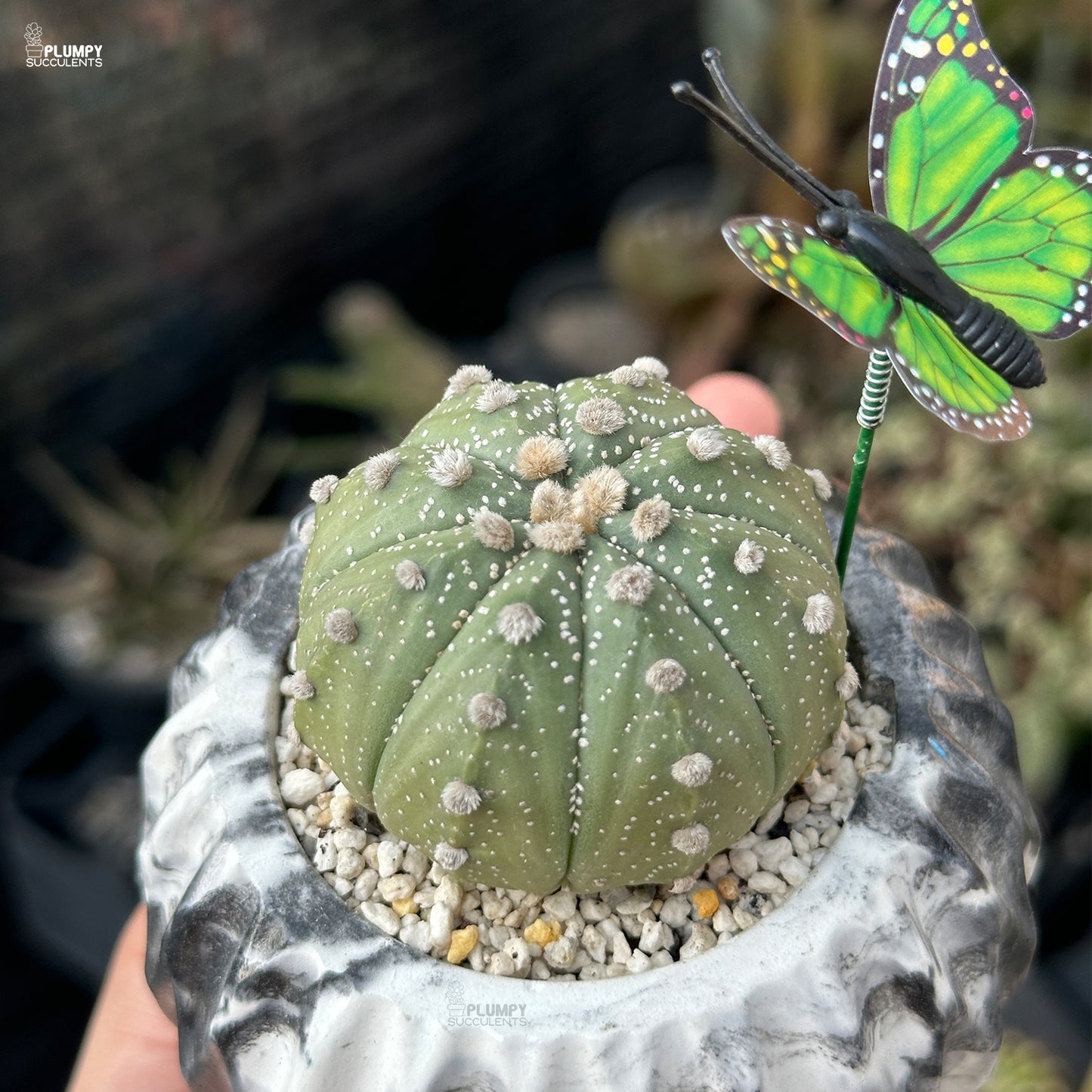 Astrophytum Asteria - Sand Dollar Cactus