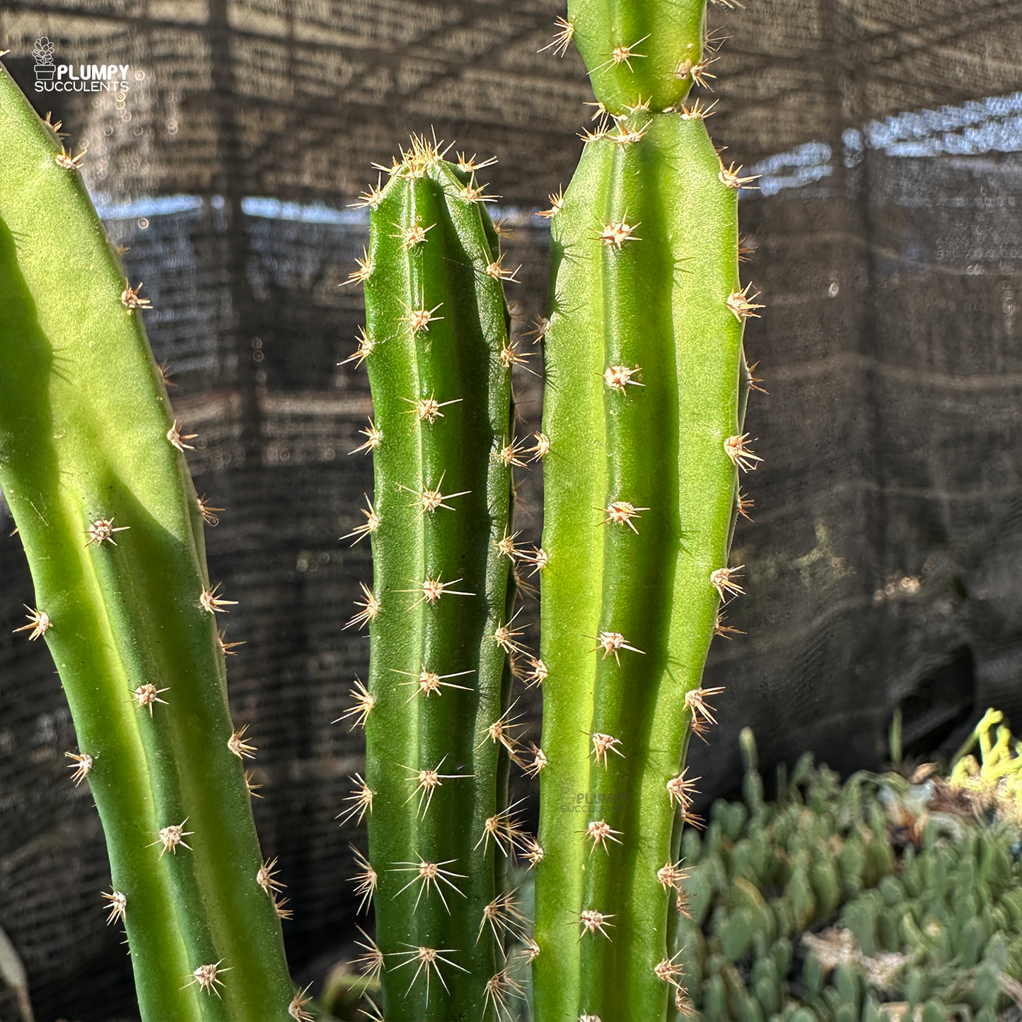 Acanthocereus Tetragonus