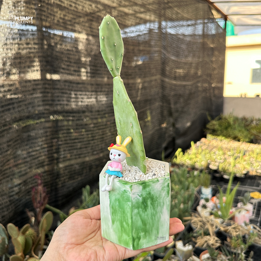 Opuntia Cactus