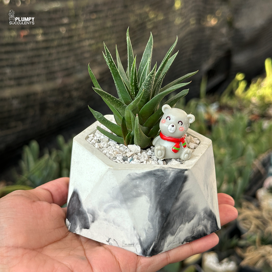 Haworthia Herbacea