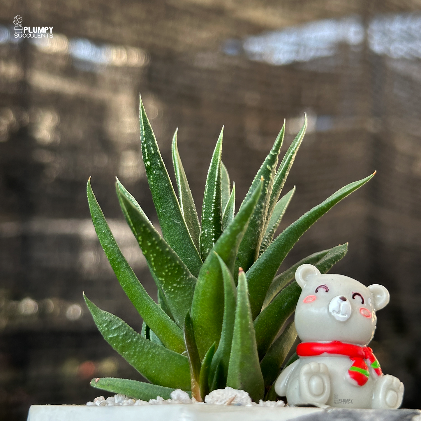 Haworthia Herbacea