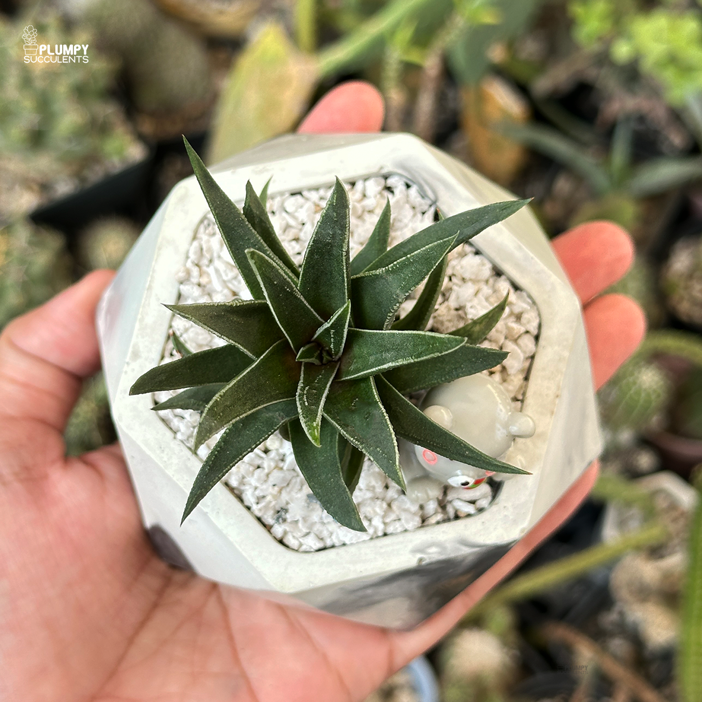 Haworthia Herbacea