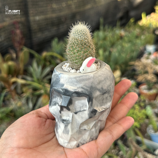 Snowball Cactus