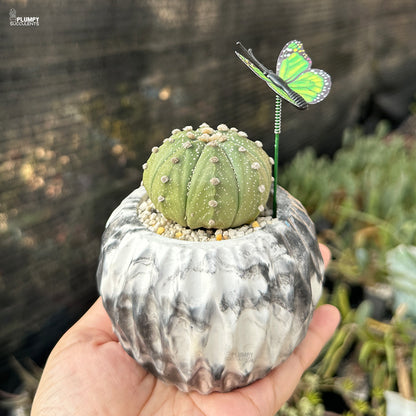 Astrophytum Asteria - Sand Dollar Cactus