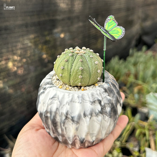 Astrophytum Asteria - Sand Dollar Cactus