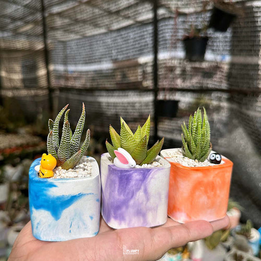 Indoor Plant Trio (Haworthias)