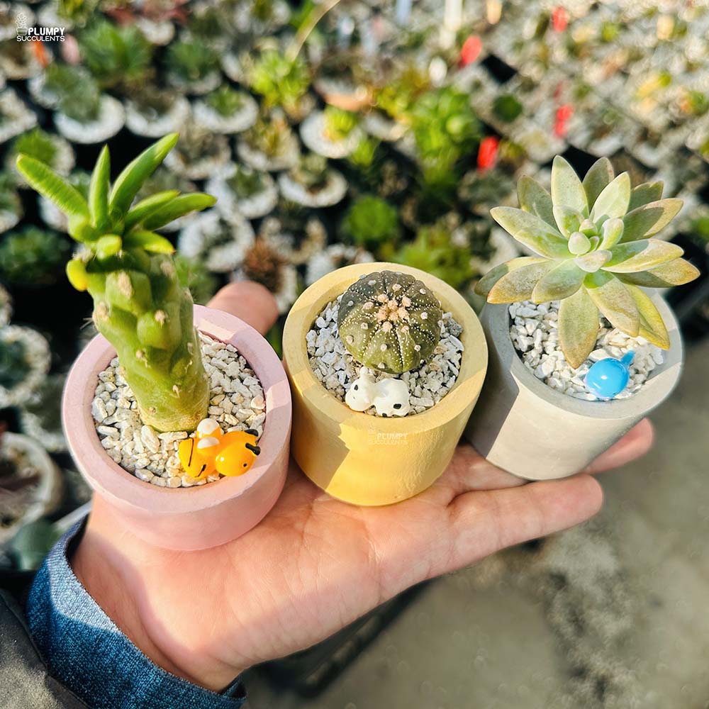 Set of 3 Succulents