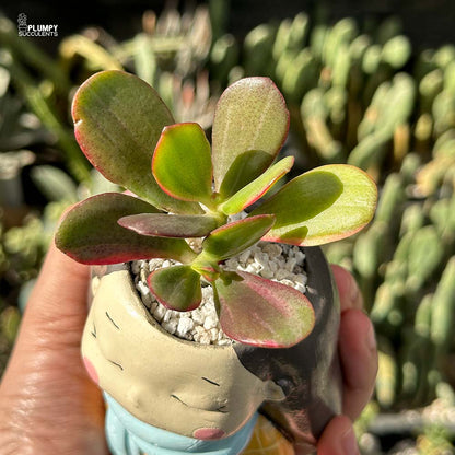 Crassula Ovata (Variegated Jade)
