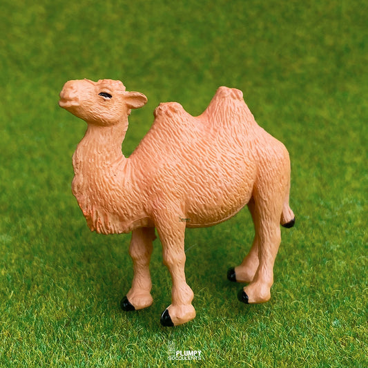 Camel