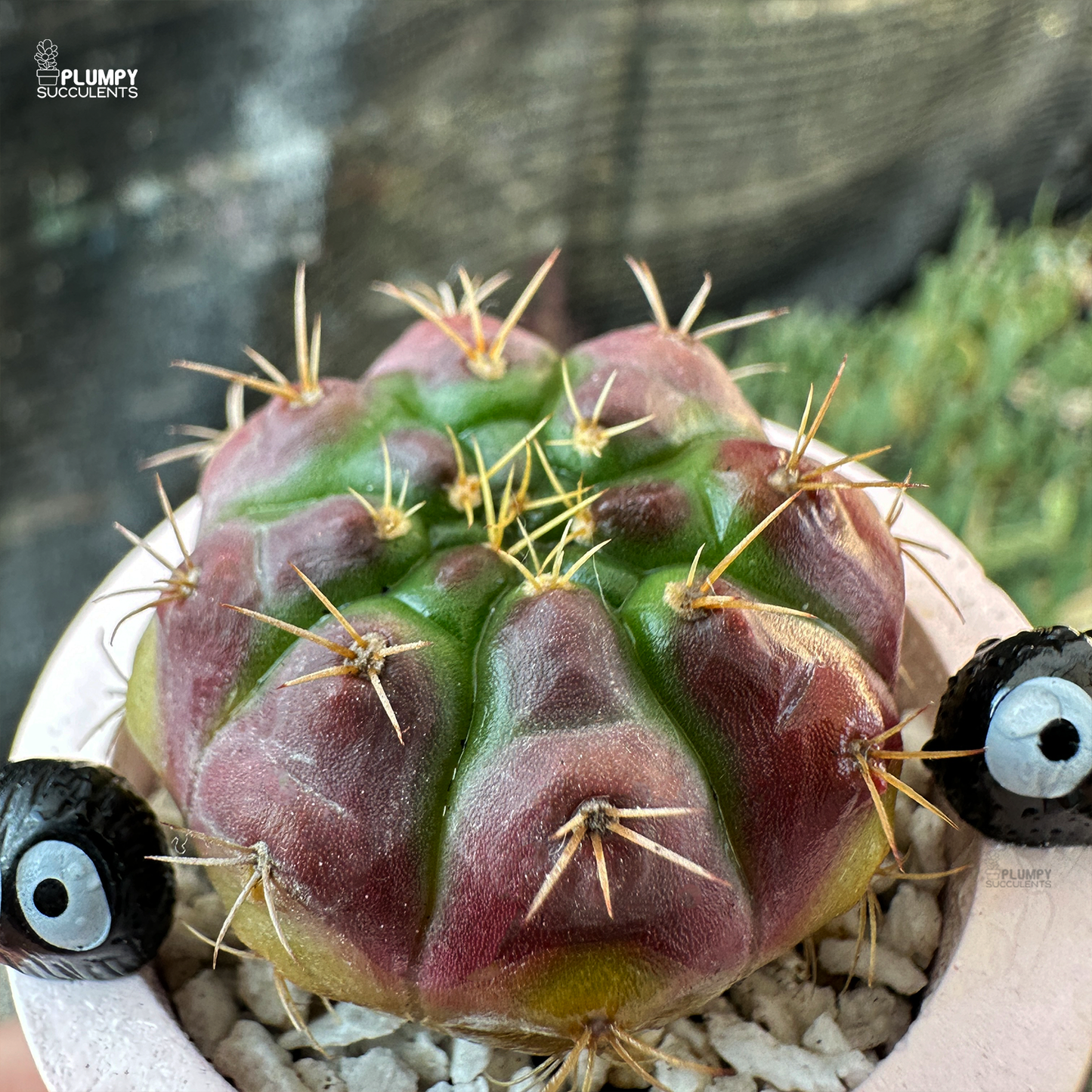 Gymnocalycium Damsii