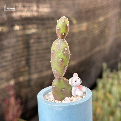 Purple Opuntia