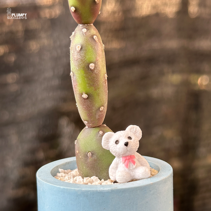 Purple Opuntia