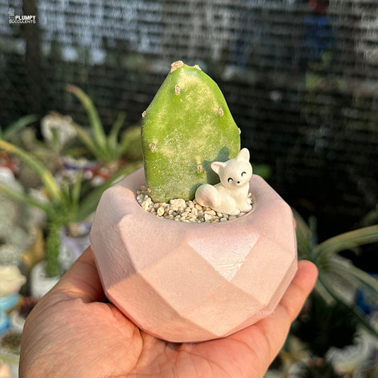 Opuntia Vulgaris - Prickly Pear Cactus