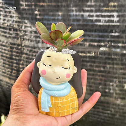 Crassula Ovata (Variegated Jade)