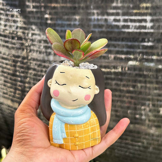 Crassula Ovata (Variegated Jade)