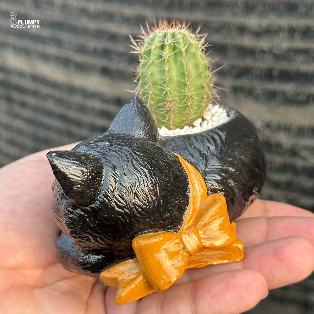 cat succulents Echinopsis Cactus in Cat Planter – Plumpy Succulents