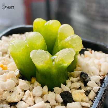 Conophytum Maughanii - 4 Pcs in Pot (Exotic Variety)