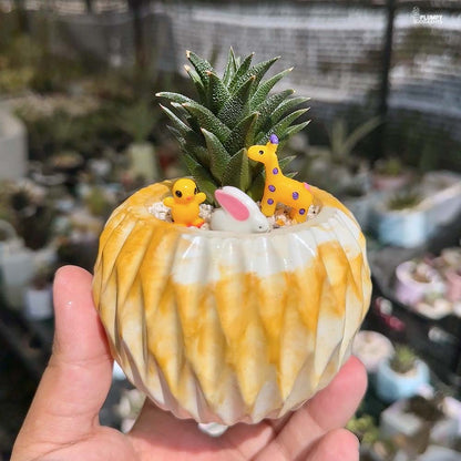 Haworthia Tortuosa - Whimsy Wild