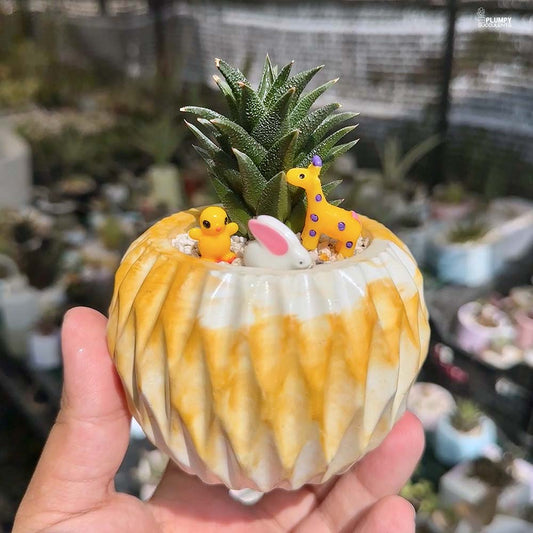 Haworthia Tortuosa - Whimsy Wild
