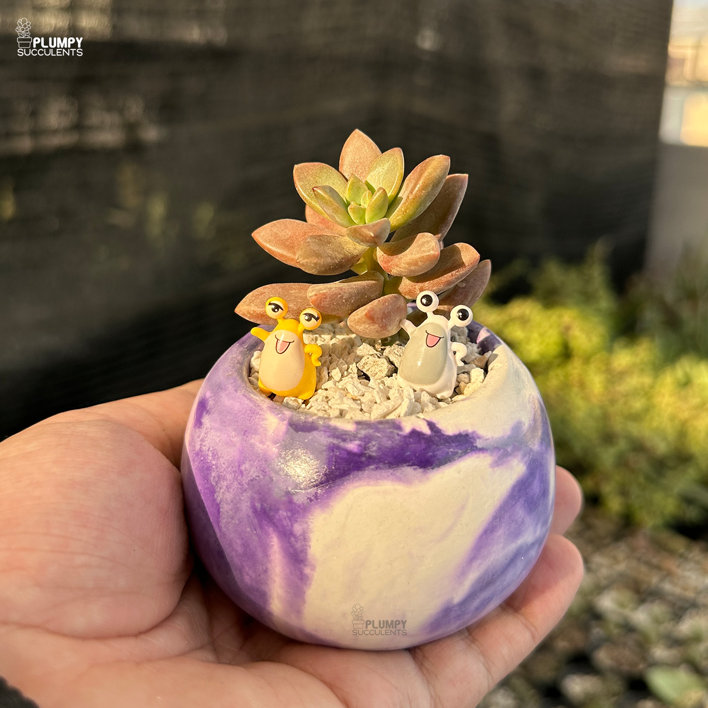 Graptosedum Bronze