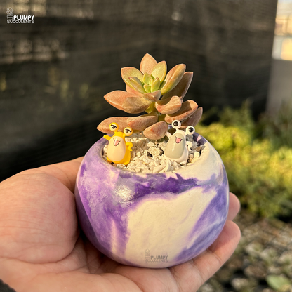 Graptosedum Bronze