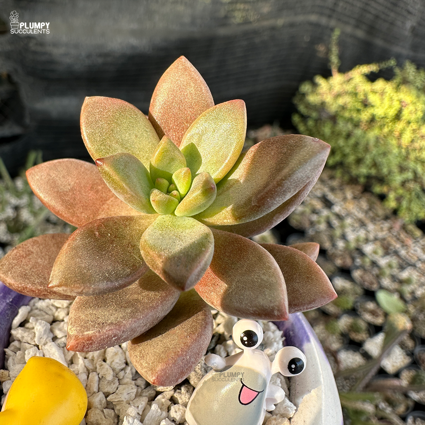 Graptosedum Bronze