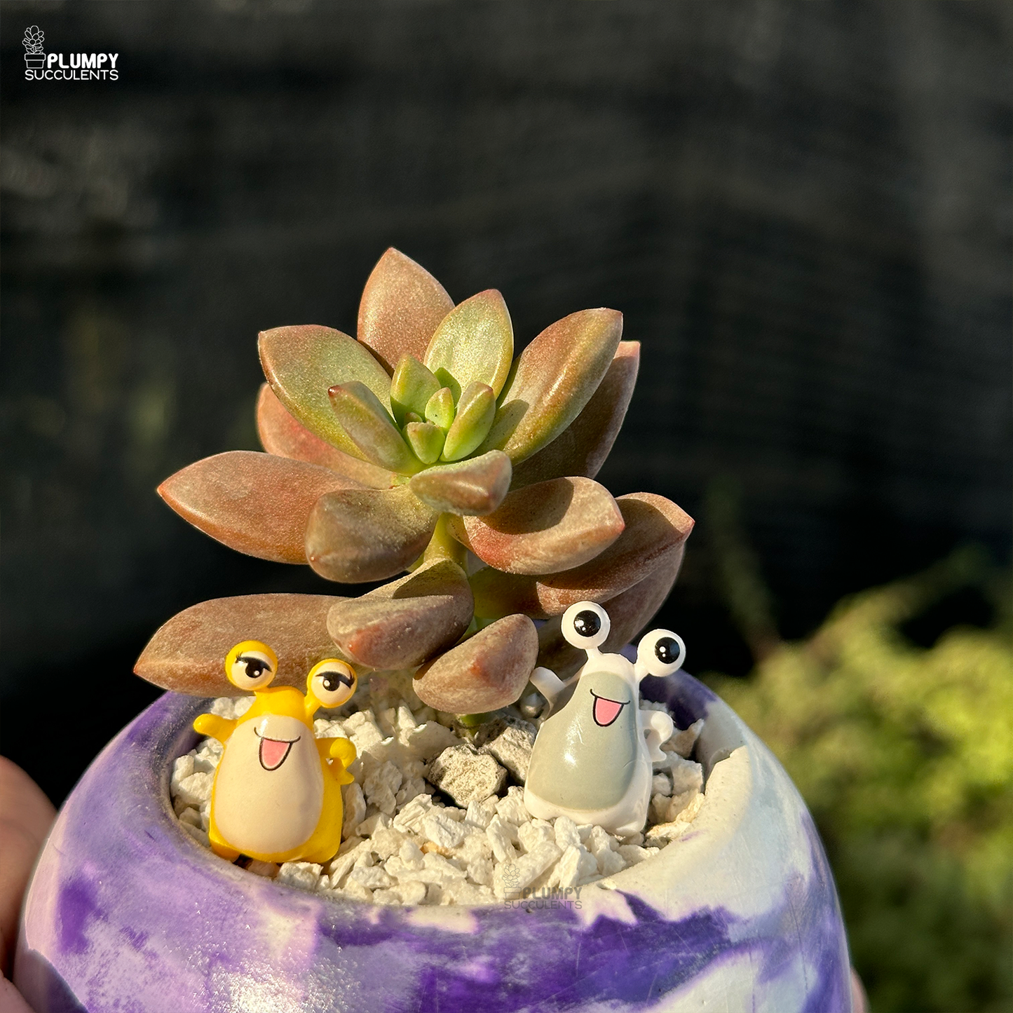 Graptosedum Bronze