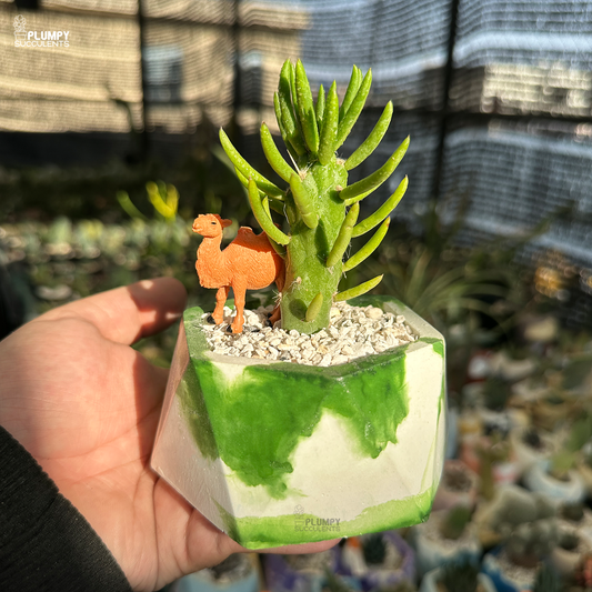 Eve's Needle Cactus