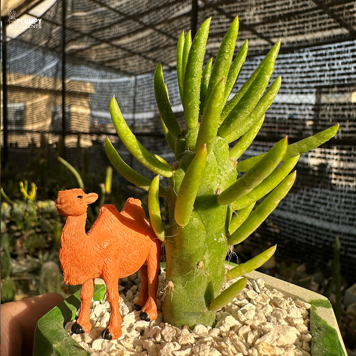 Eve's Needle Cactus