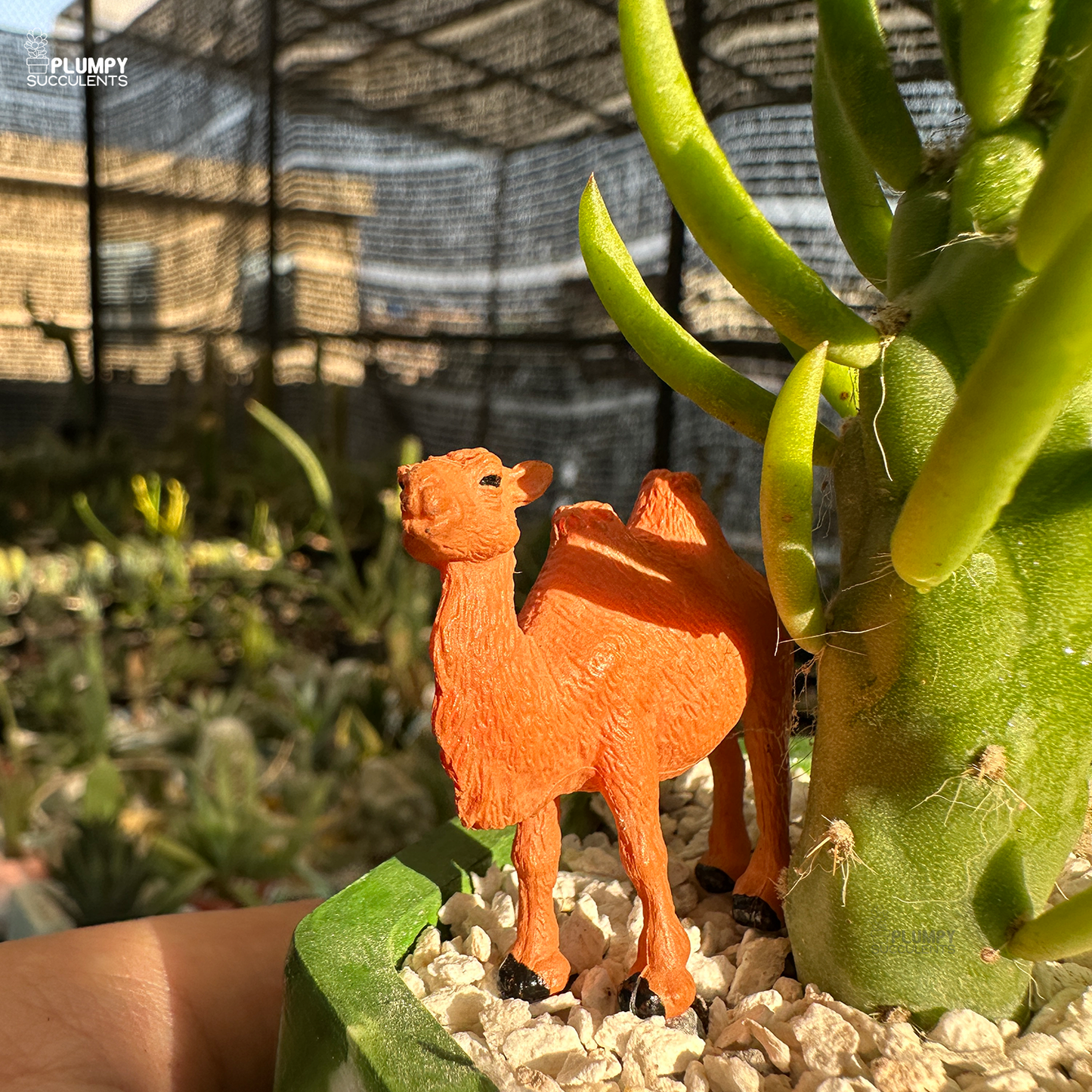 Eve's Needle Cactus