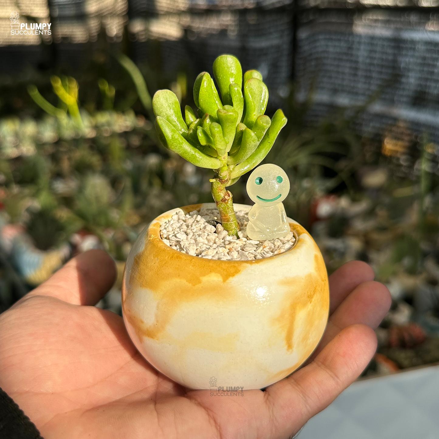 Crassula Ovata "Gollum"
