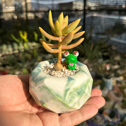 Sedum Adolphi "Golden Sedum"
