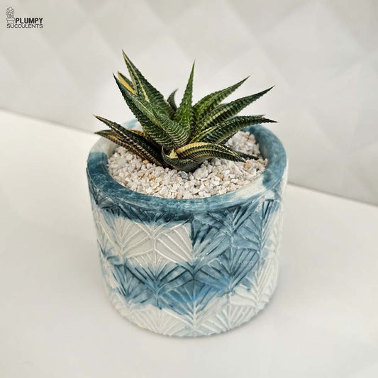 Haworthia Limifolia Verigated