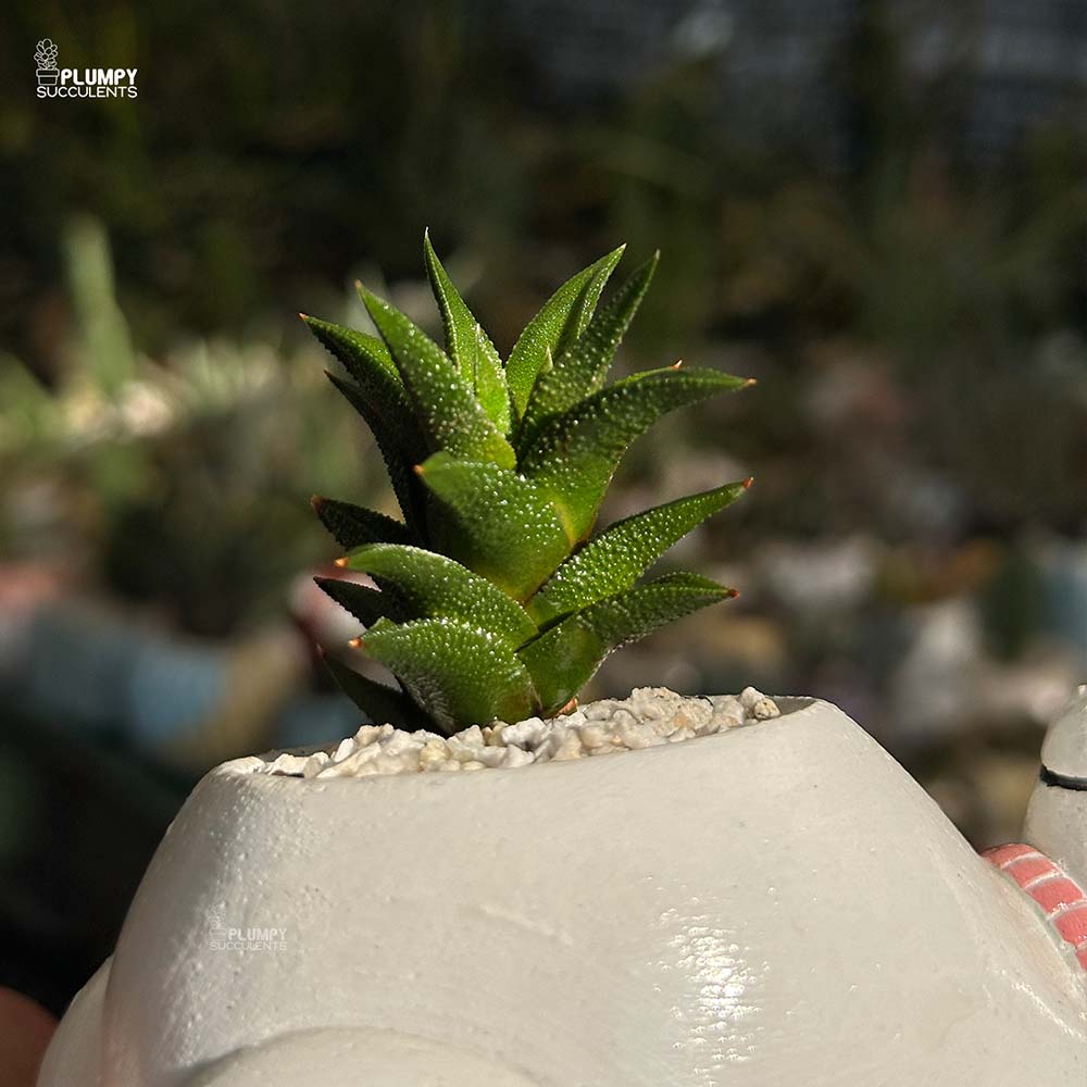 Haworthia Tortuosa in Bear Planter